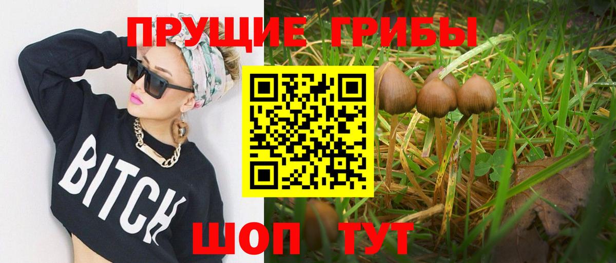 Галлюциногенные грибы Psilocybe Гулькевичи